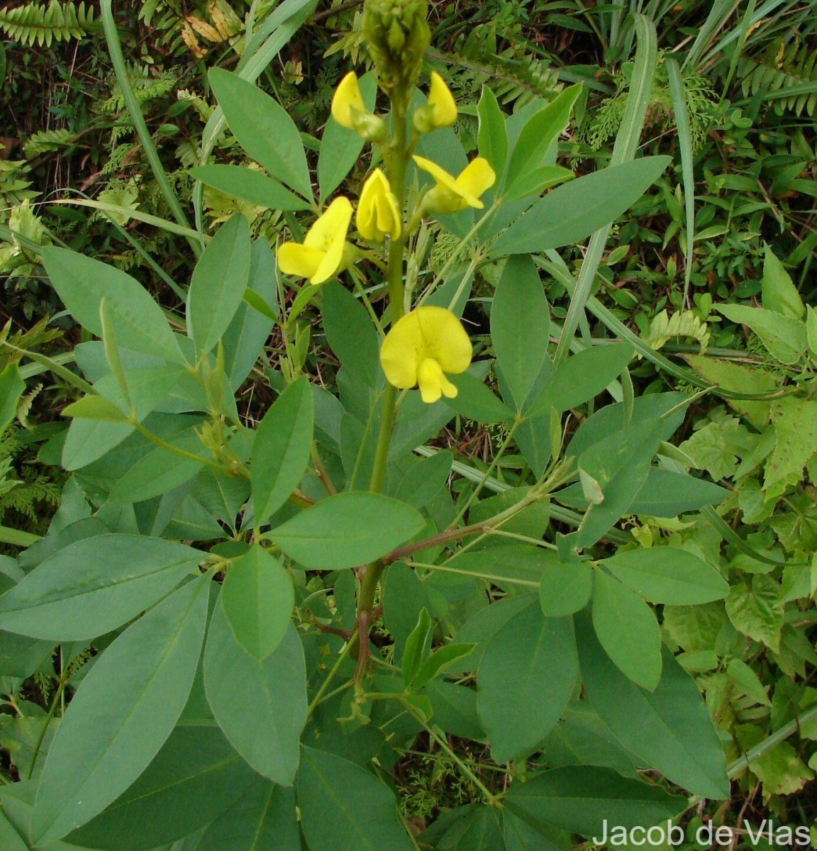 Crotalaria micans Link